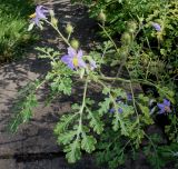 Solanum citrullifolium