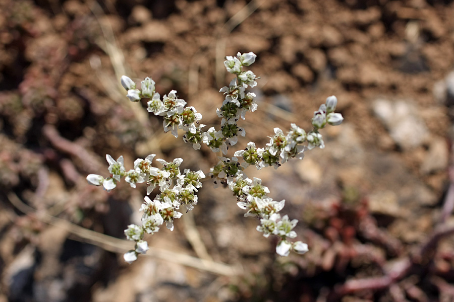 Image of Sedum alberti specimen.