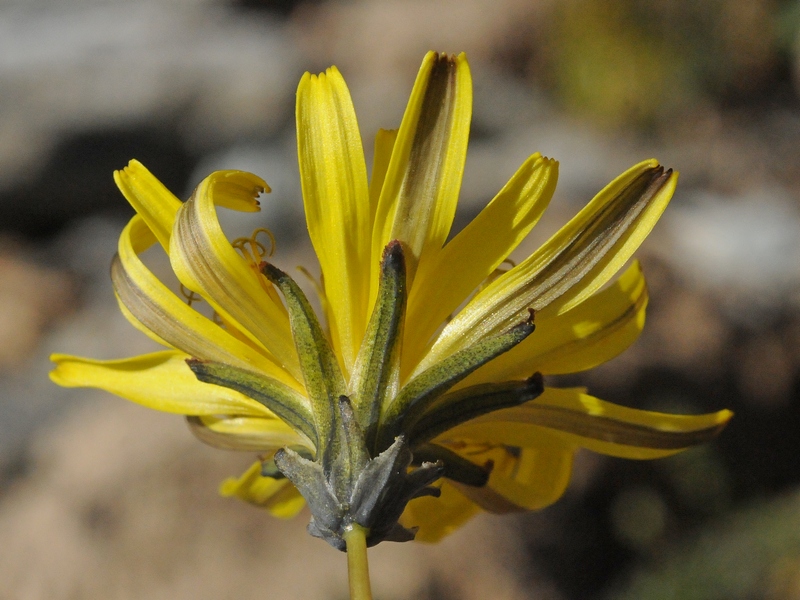 Изображение особи Taraxacum pseudoatratum.