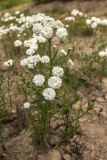 Achillea ptarmica variety multiplex. Цветущие растения (махровая форма). Соловецкие о-ва, Бот. сад. Макарьевская пустынь. 08.08.2013.