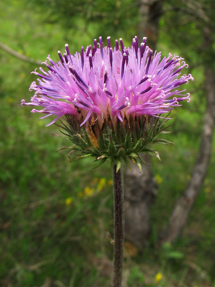 Image of Jurinea calcarea specimen.