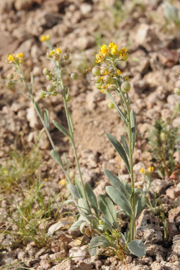 Image of Physaria gordonii specimen.