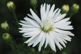 Symphyotrichum × versicolor. Соцветие. Восточный Казахстан, Уланский р-н, с. Украинка, дачный участок, в культуре. 07.09.2005.