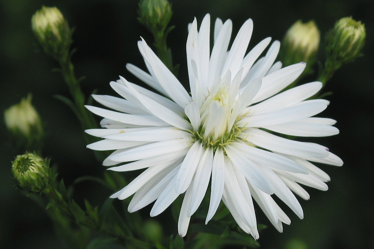 Изображение особи Symphyotrichum &times; versicolor.