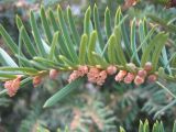 Taxus baccata