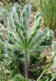 Potentilla recta