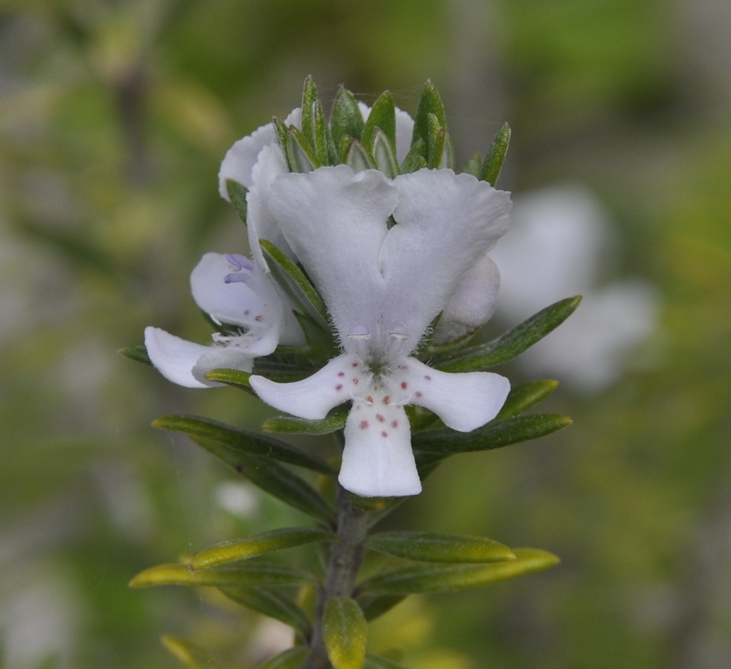 Image of Westringia fruticosa specimen.