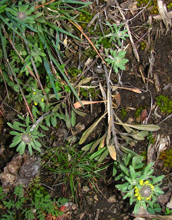 Image of genus Alyssum specimen.