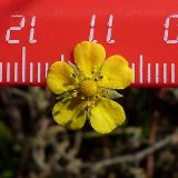 Potentilla argentea. Цветок. Ростовская обл., дельта Дона, Азовский р-н, окр. с. Рогожкино, песчаный луг. 09.10.2013.