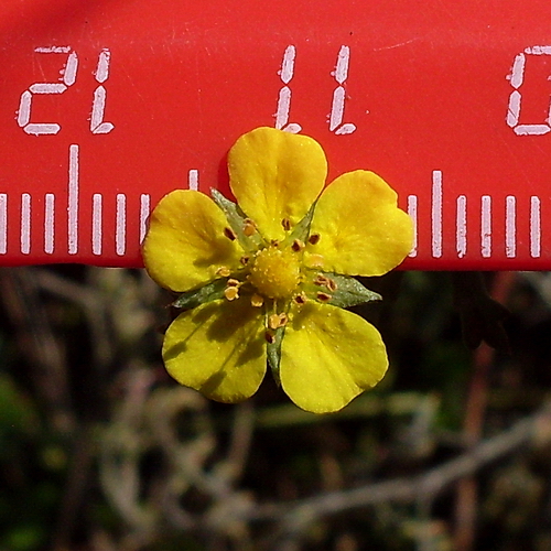 Изображение особи Potentilla argentea.