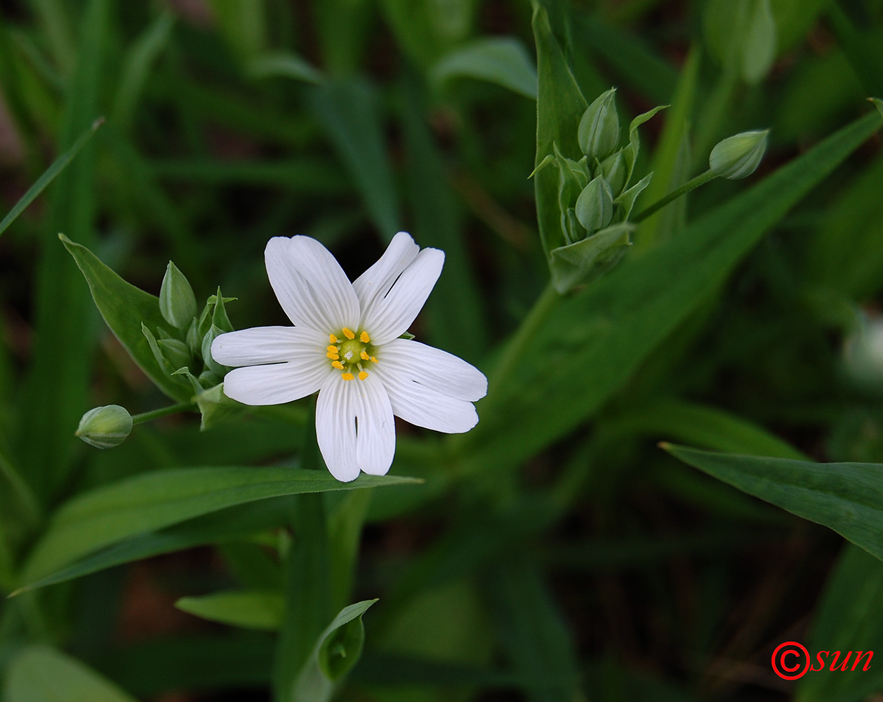 Image of Stellaria holostea specimen.