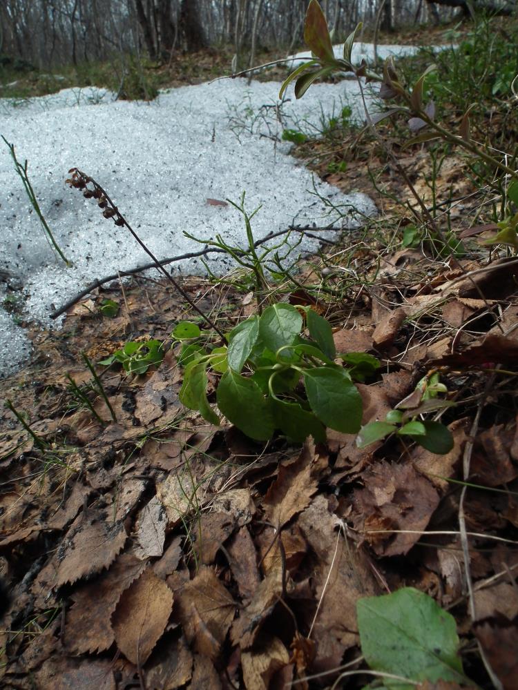 Изображение особи Orthilia secunda.