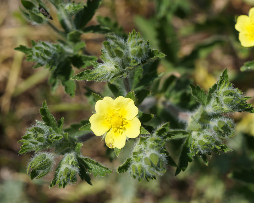 Image of Potentilla taurica specimen.