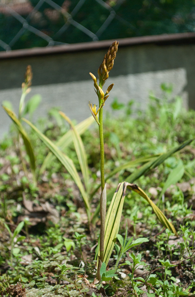 Image of Oreorchis patens specimen.