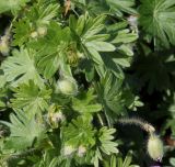 Geranium sanguineum