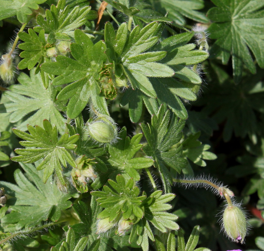 Image of Geranium sanguineum specimen.