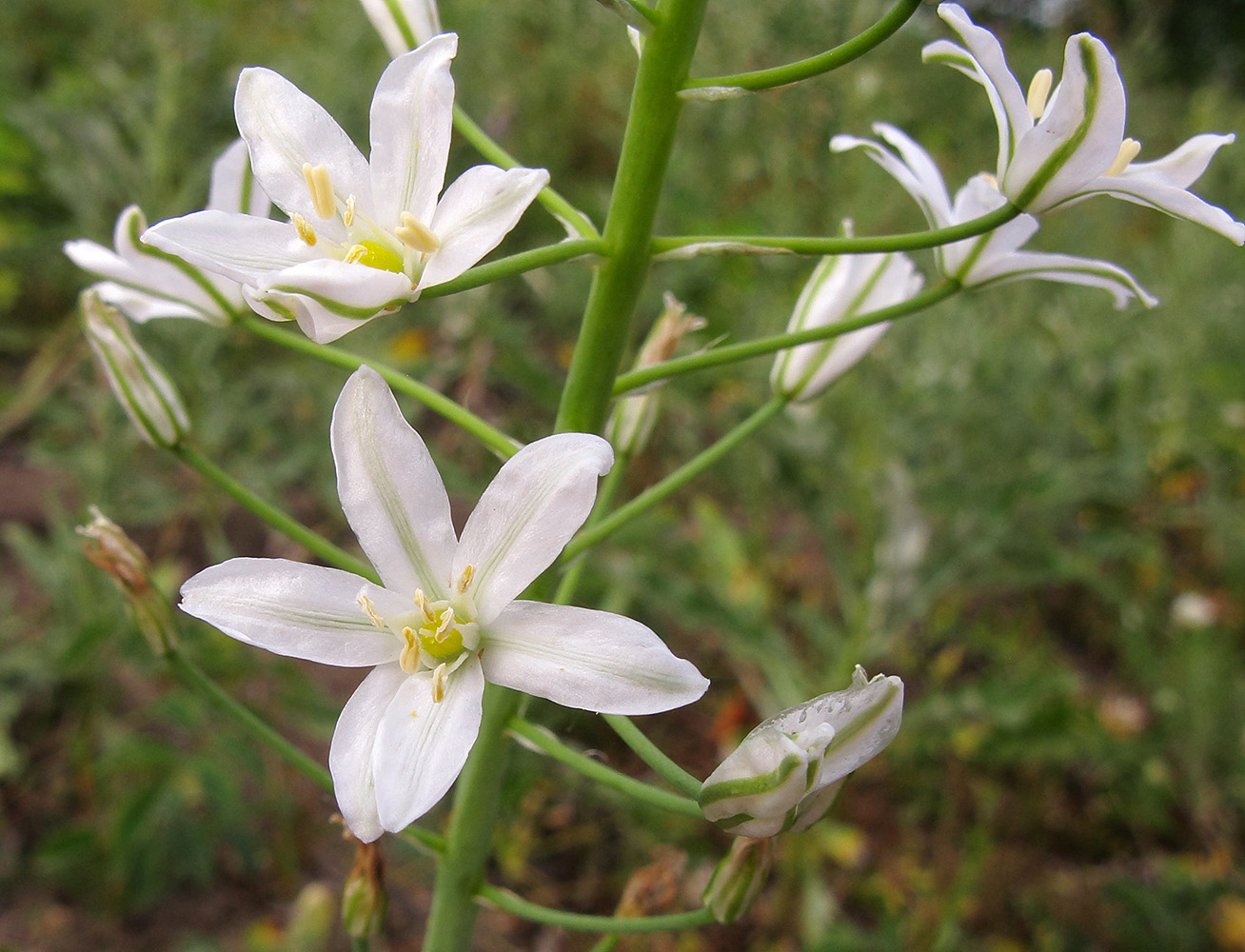 Изображение особи Ornithogalum ponticum.