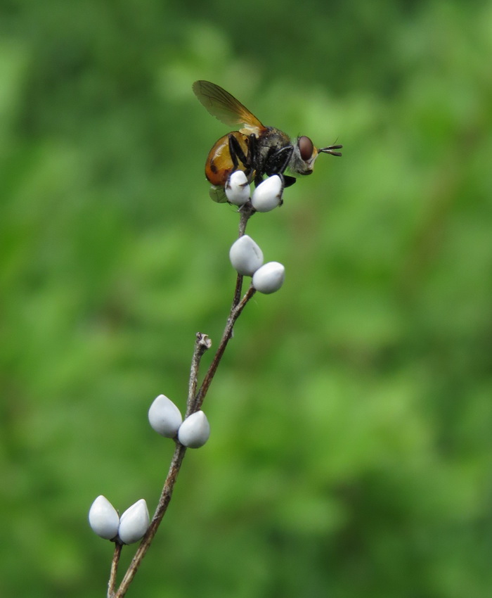 Image of Lithospermum officinale specimen.