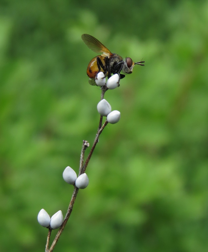 Изображение особи Lithospermum officinale.