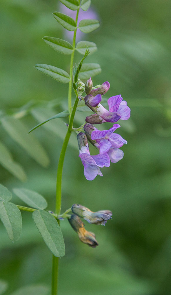 Image of Vicia sepium specimen.