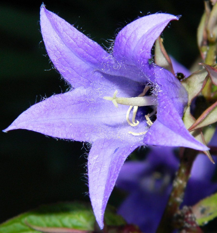Изображение особи Campanula latifolia.