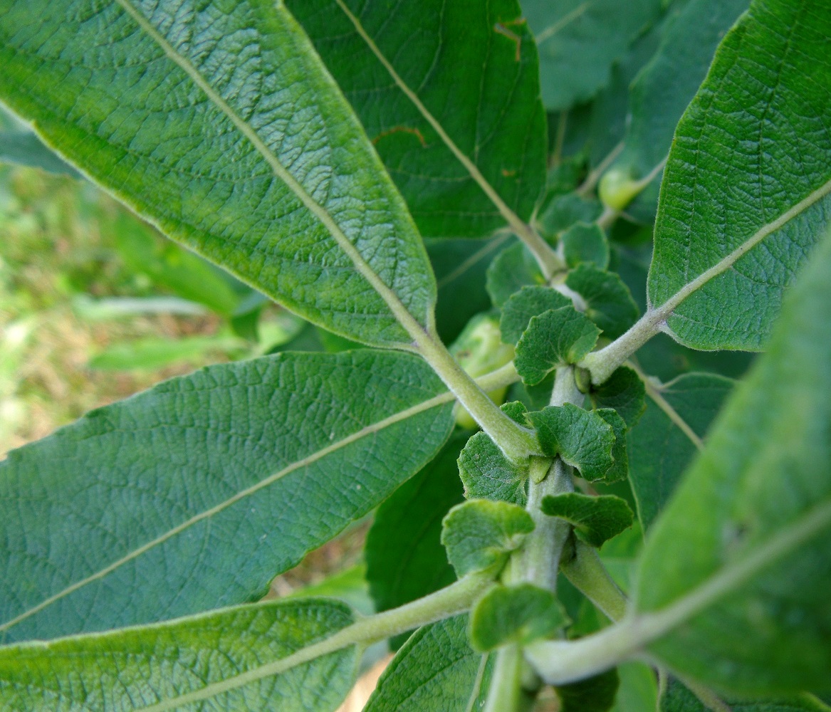 Изображение особи Salix cinerea.