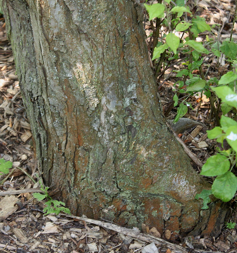 Изображение особи Malus sieversii.