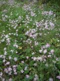 Dianthus superbus