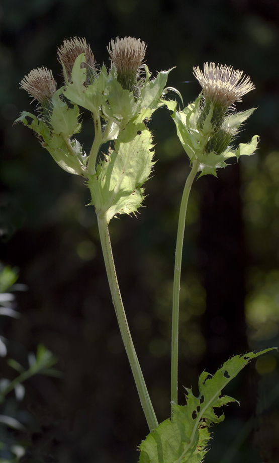 Image of Cirsium oleraceum specimen.