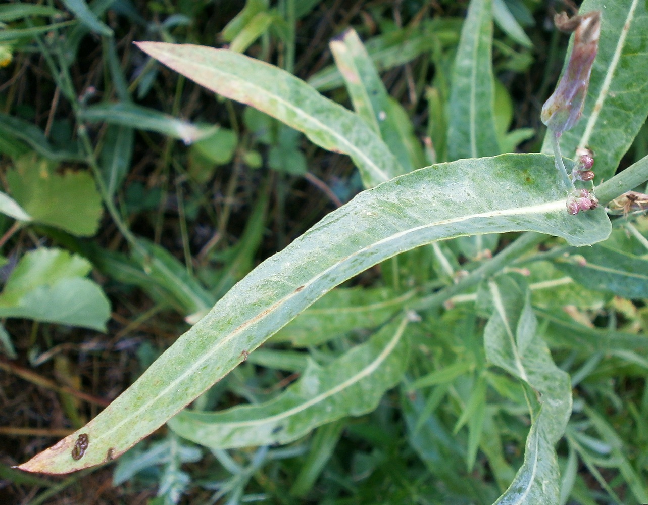 Image of Lactuca tatarica specimen.