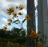 Helianthus tuberosus