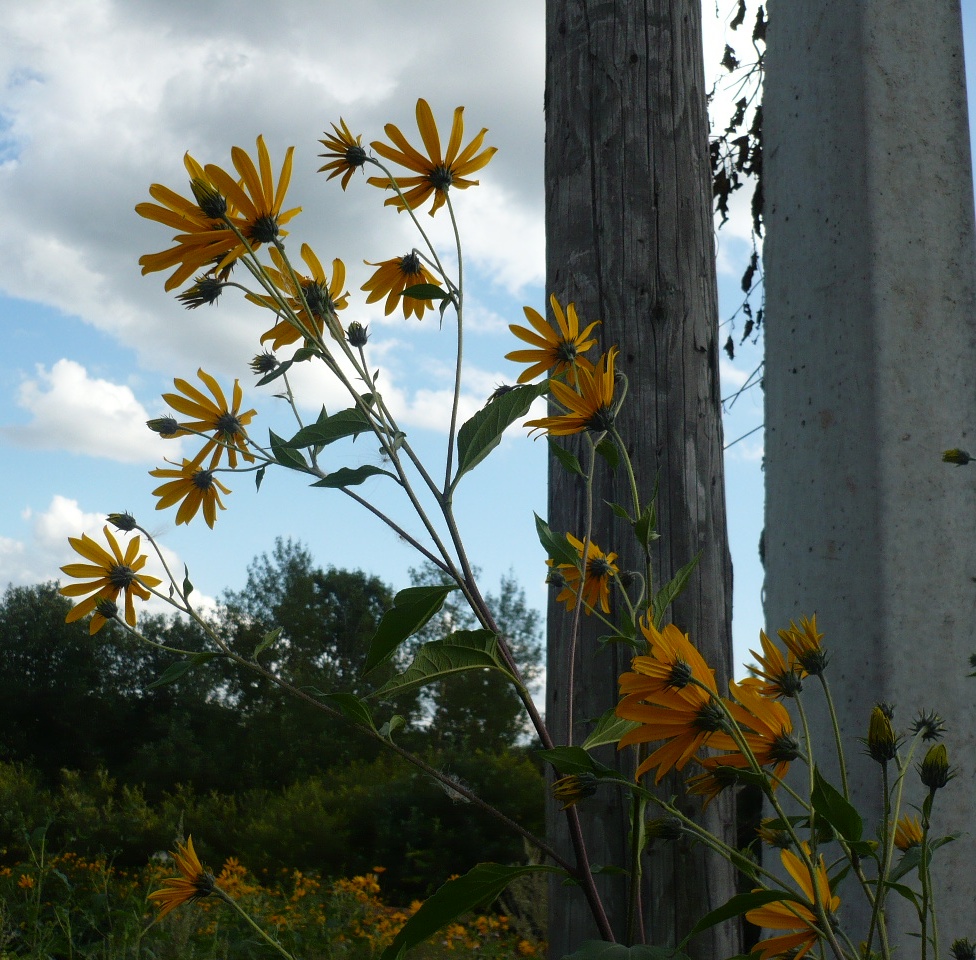 Изображение особи Helianthus tuberosus.