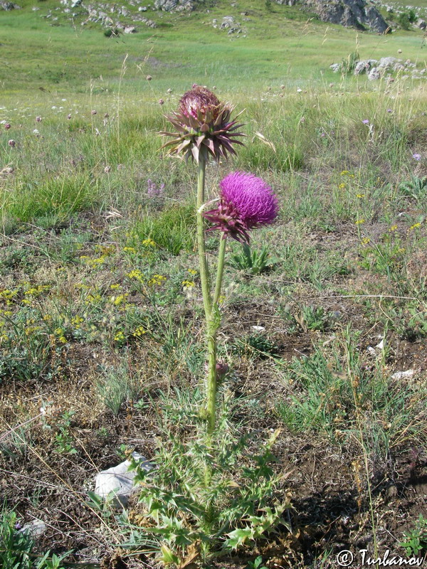 Image of Carduus thoermeri specimen.