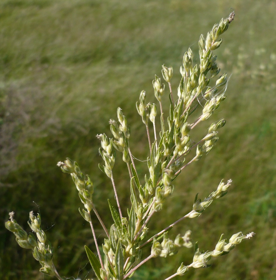 Изображение особи Axyris amaranthoides.