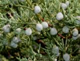 Juniperus virginiana