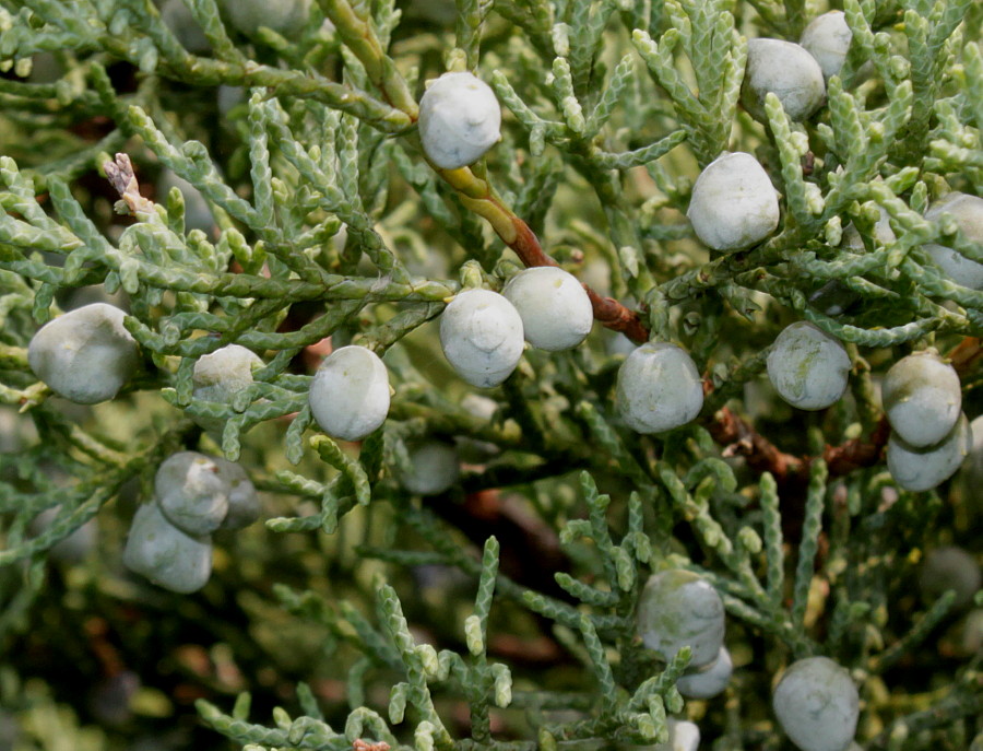 Изображение особи Juniperus virginiana.