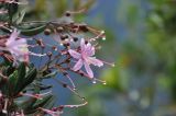 Bejaria aestuans