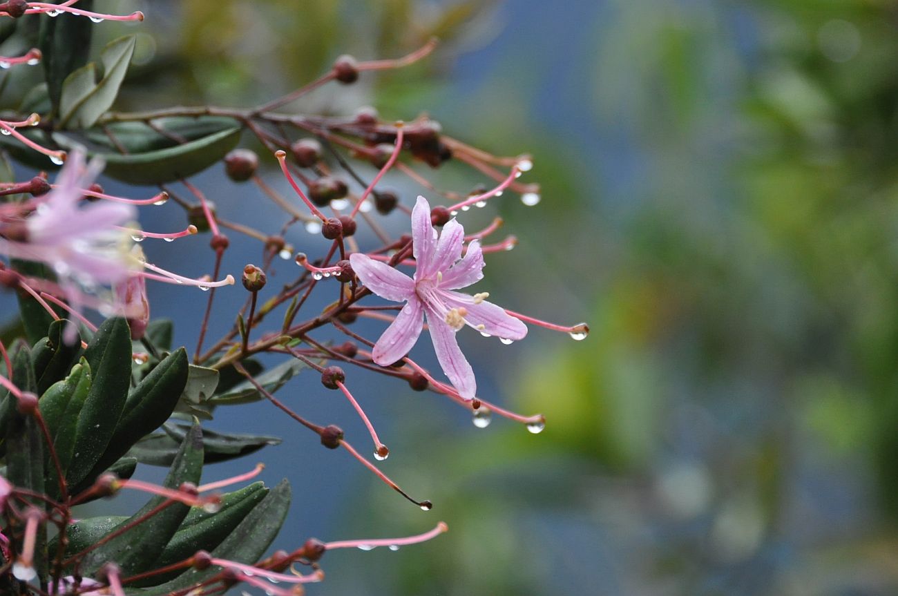 Image of Bejaria aestuans specimen.