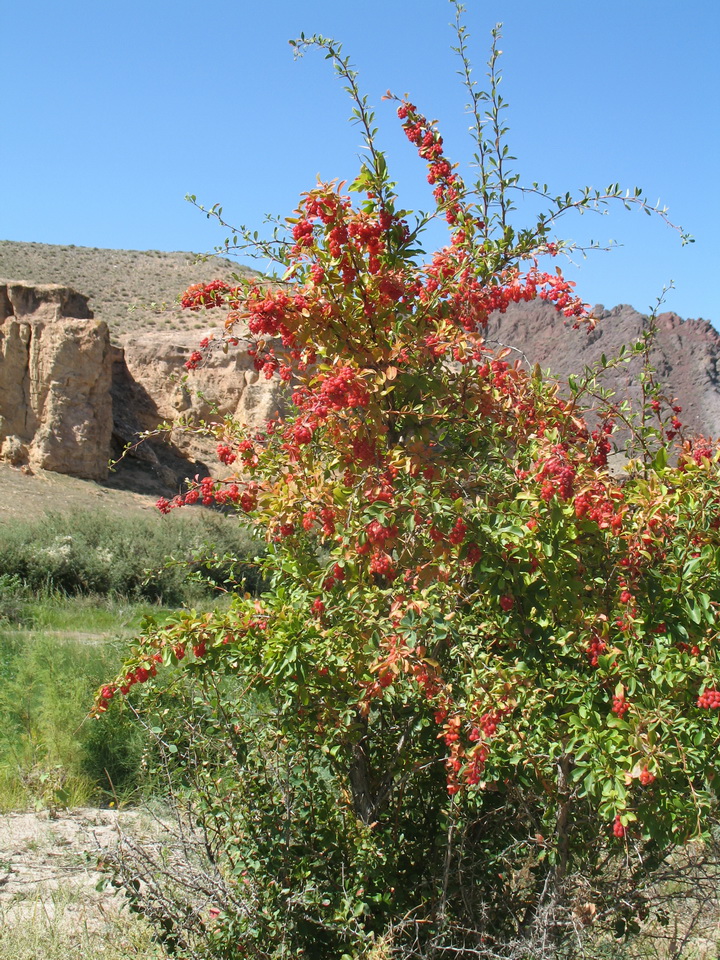Image of Berberis iliensis specimen.