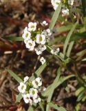 Lobularia maritima. Верхушки побегов с соцветиями. Украина, г. Запорожье, ул. Космическая, на клумбе. 12.10.2014.