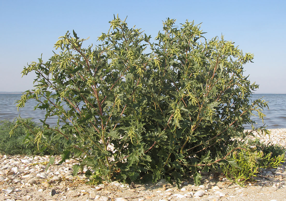 Image of Atriplex tatarica specimen.