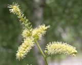 Cimicifuga foetida