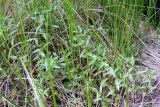 Epilobium palustre