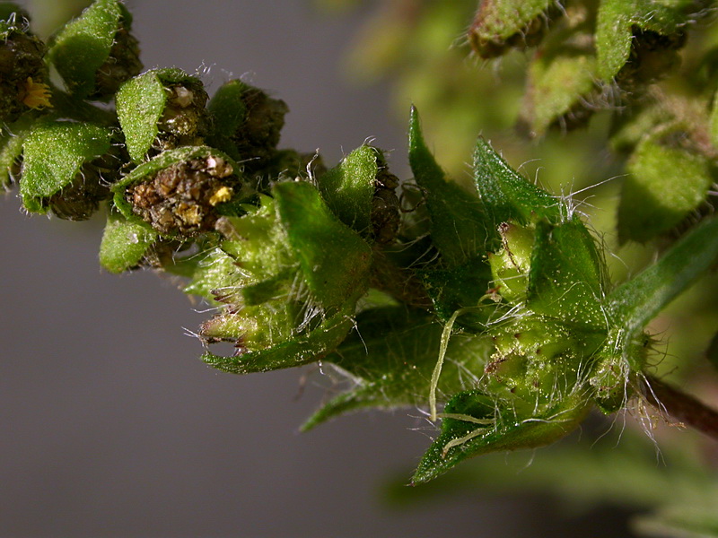 Image of Ambrosia artemisiifolia specimen.