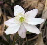 Anemone amurensis