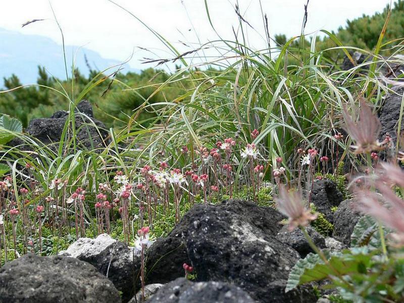 Image of Bryanthus gmelinii specimen.