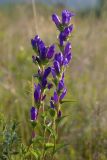 Campanula glomerata