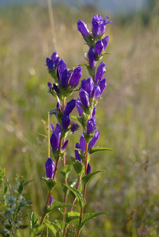 Image of Campanula glomerata specimen.