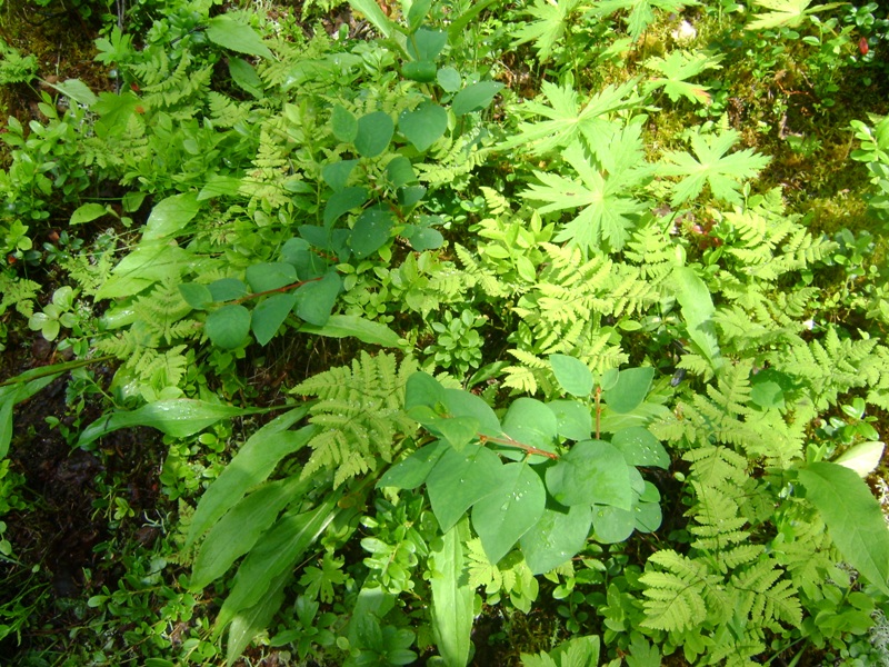 Image of Cotoneaster cinnabarinus specimen.