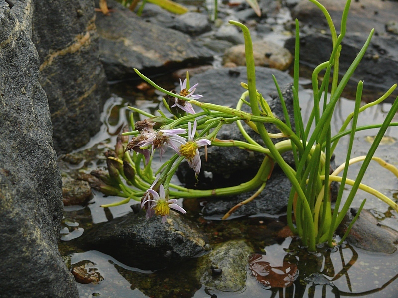 Image of Tripolium pannonicum ssp. tripolium specimen.